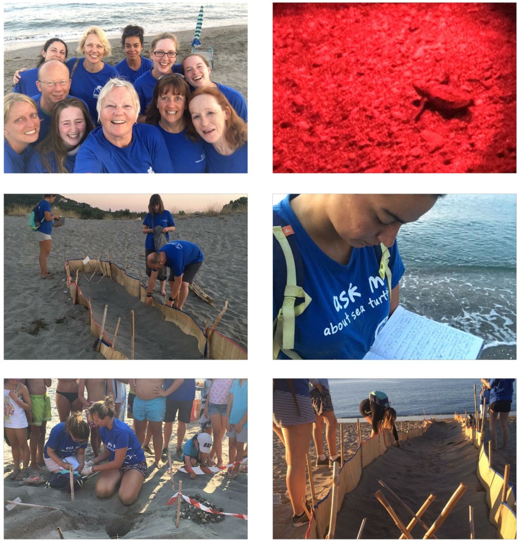 PAGE CONTENT LAYOUT_turtles